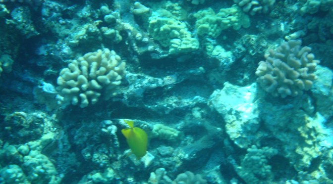 Outdoor Adventures in Maui: Snorkeling